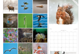 Wildlife calendar
